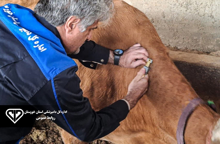 افزایش ۱۰۰ درصدی انجام تست سل در دام‌های سنگین شهرستان آبادان